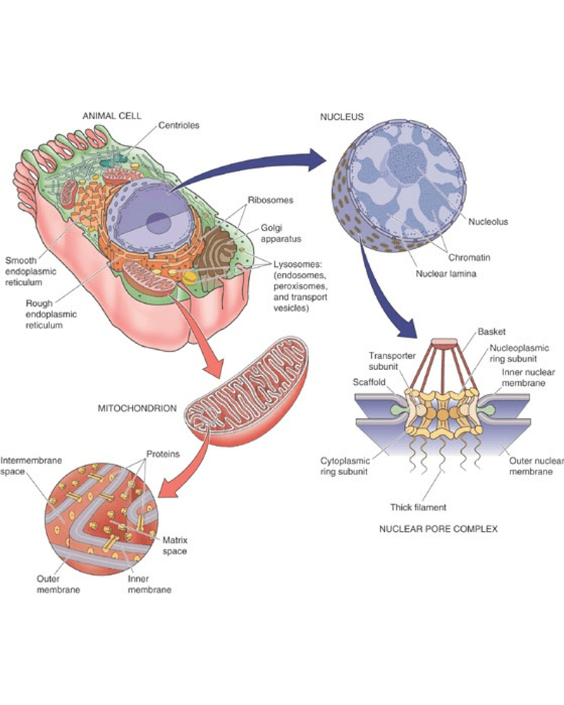 Cell Physiology Overview cover
