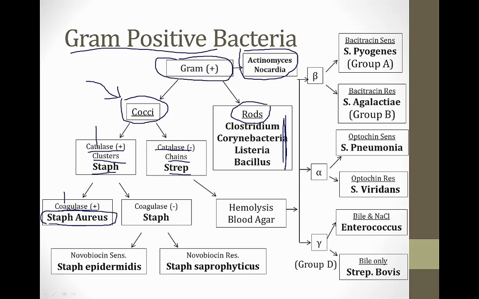 7. Bacterial Identification video thumbnail