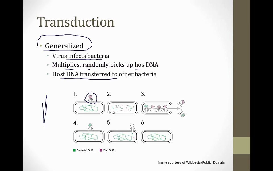 6. Growth & Genetics video thumbnail